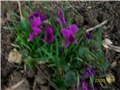 Ljubičica - lat. Viola 